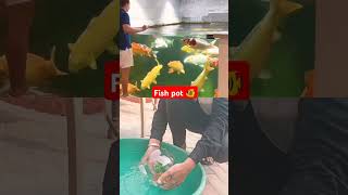 Fish pot fish koifish aquarium fishing fishcare collab fishing collab shorts viralvideo [upl. by Arman]