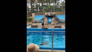 UShaka Marine World Seal Show [upl. by Ahseyd]