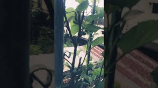 from rotting stage to fruit bearing shorts shortsvideo mulberries fruits [upl. by Rosemary]