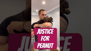 Justice for Peanut the Squirrel and Fred the Raccoon [upl. by Diarmuid]