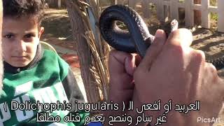 العربيد أو أفعى الـ  Dolichophis jugularis  غير سام وننصح بعدم قتله مطلقاً  قناة احمد صالح نعمة [upl. by Ajnotal]