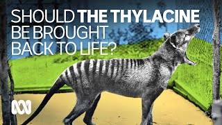 Would you like to see the Tasmanian Tiger or thylacine returned from extinction 👍👎🤷  ABC Australia [upl. by Ahsiuqet]