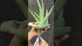 Amazing when growing aloe vera from cuttings short [upl. by Oer]