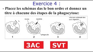 Immunité exercices corrigés partie1 [upl. by Staford]