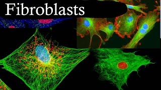 Fibroblasts In 3 Minutes [upl. by Niwdla728]