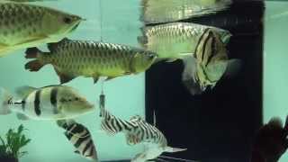 Arowana and Tiger Fish Tank 龙鱼， 泰虎，印尼虎鱼。 [upl. by Suiradel]