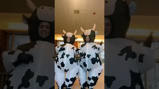 cow inflatable suitinflatable costume [upl. by Nelra256]