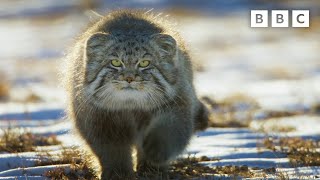 World’s Grumpiest Cat I Frozen Planet II I BBC [upl. by Culhert907]