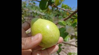 Meu pé de goiaba pera 🍐 vidanaroça [upl. by Goulet]