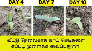 உணவு தேவைக்காக வாங்கிய விதைகளை எப்படி முளைக்க வைக்க வேண்டும்  Aravindck7 [upl. by Araas]