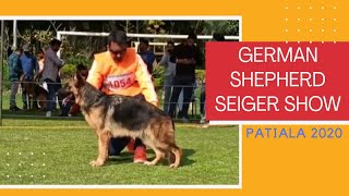 GERMAN SHEPHERD SEIGER SHOW 2020 PATIALA  9815081234 GR DOG HOME [upl. by Gracye]