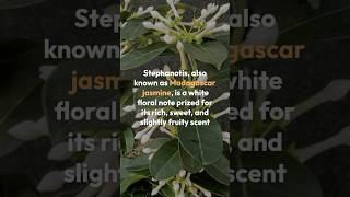 Romantic amp Floral Essence of Stephanotis Fragrance Breakdown StephanotisFragrance WhiteFlorals [upl. by Gotthelf808]