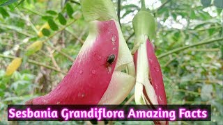 Amazing Fact About Hummingbird Tree  Sesbania Grandiflora  Kembang Turi [upl. by Edrei]