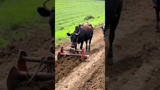 youtubeshorts agriculture viralvideo [upl. by Aneer]