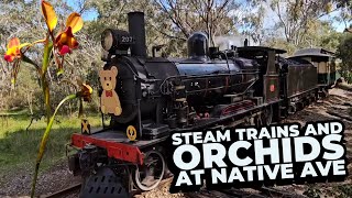 Steam Trains and Wildflowers  Native Orchids at Native Avenue Wistow South Australia [upl. by Latimore]