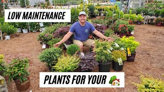 10 Foundational Plants Low Maintenance Shrubs [upl. by Atinod]