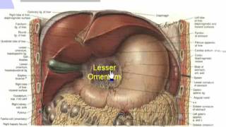 4 Lesser omentum [upl. by Ylrebmik]