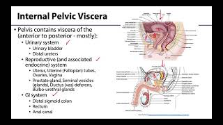 Pelvic Viscera Peritoneum  Learning Objectives [upl. by Anirbed]