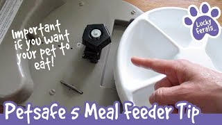 Important Petsafe 5 Meal Feeder Automatic Cat Feeder Tip [upl. by Ahsiele]