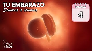 ❤️ Semana 4 de embarazo 🤰 Síntomas consejos y desarrollo del bebé  El embarazo semana a semana [upl. by Annavaig]