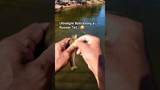 First Fish of the Day Bass On a Rooster Tail Inline Spinner fishing ultralightfishing bfsfishing [upl. by Akaya]