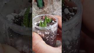 Haworthia propagation update haworthia reuseplastic [upl. by Suivart509]