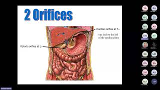 Lecture 2Structure of foregut Prof Ghada Wassif [upl. by Alfy]