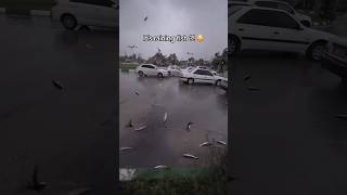 It’s raining fish 😳 [upl. by Adnuhsar]