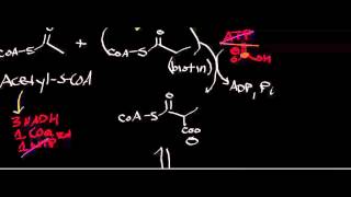 Biochemistry  Isoleucine Deamination amp Oxidation [upl. by Rickard]