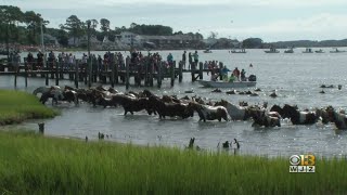 Thousands Gather To Watch 94th Annual Chincoteague Pony Swim [upl. by Blight]