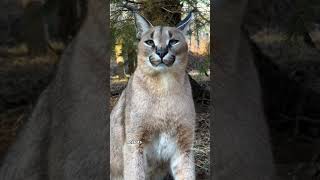 Caracals are medium sized wildcats facts animals wildanimalfacts cat shorts short [upl. by Batholomew]