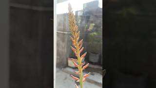 Lucky 🤞 flower of aloe vera aelovera viralvideo gardeningtips luckyplants [upl. by Hanser]