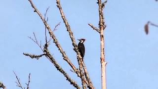 Pileated Woodpecker territorial call [upl. by Ermeena]