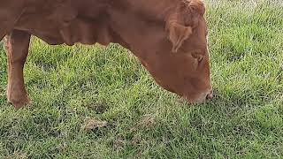 Cow eating grass ASMR [upl. by Tiduj31]