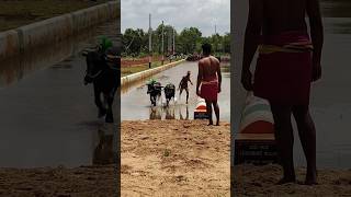 Kambala Start  today kambula race village sports [upl. by Nodroj]