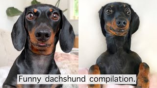 Funny dachshund compilation [upl. by Aicyle]