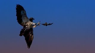 Hunting Bats with a Red Tailed Hawk  BBC Earth [upl. by Ruddie]