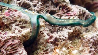 Bonellia viridis green spoonworm ボネリムシ [upl. by Ximena]