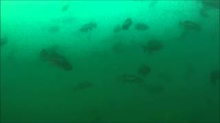 Puget Sound Rockfish a divers view [upl. by Arhat517]