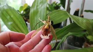 Angraecum didieri Coelogyne speciosa Angraecum magdalenae [upl. by Den356]