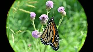 Monarch butterfly Danaus plexippus [upl. by Vashtia516]