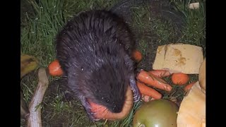 2 Muskrat s coming up together side by side and Muskrat s taking apples [upl. by Aydidey887]