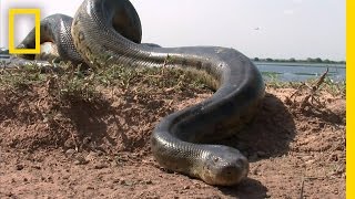 5 Grown Men Vs 1 Big Snake  National Geographic [upl. by Trow]