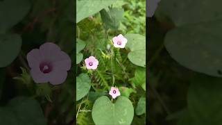 Ipomoea triloba Purple splash song flowers nature love garden gardenvibes ipomoea [upl. by Havstad]