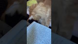 ASSISTANT assists me with a book review shorts [upl. by Nilreb]