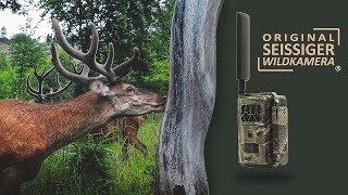 SEISSIGER SpecialCam LTE — diese Wildkamera hat alles verändert [upl. by Quigley539]