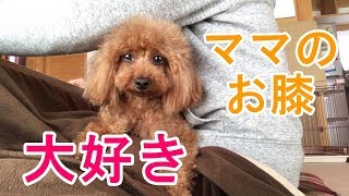 お膝から動かない犬 【トイプードルのサラ】 [upl. by Habeh]