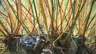 Salix viminalis  Common Osier  Basket Willow [upl. by Nanete317]