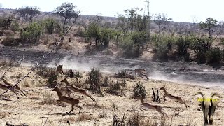 Lionesses Hunting Impala Antelope [upl. by Padegs]