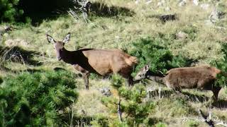 Familia de Ciervos Cervus elaphus en Pirineos [upl. by Mahgem]